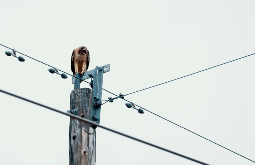 pexels-brett-sayles-2445782